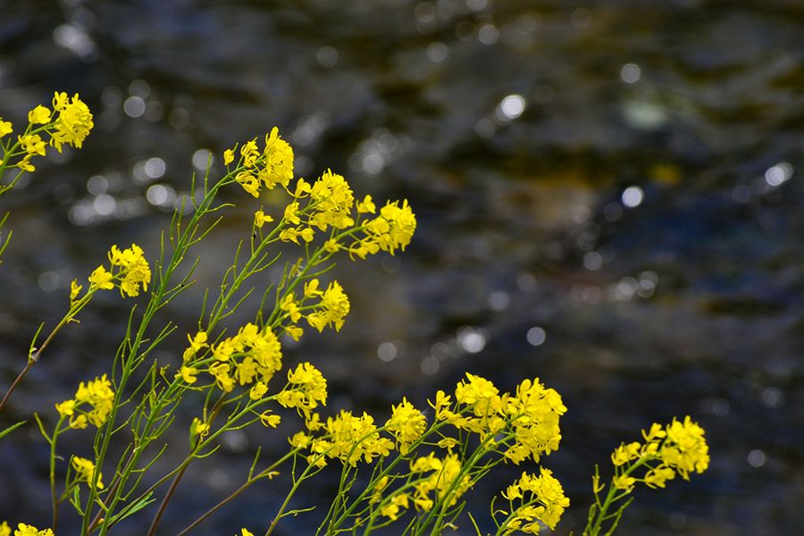 路上有花葵（ろじょうはなありあおい）純米大吟醸 山田錦 モンドセレクション最高金賞 ITI優秀味覚賞三ツ星